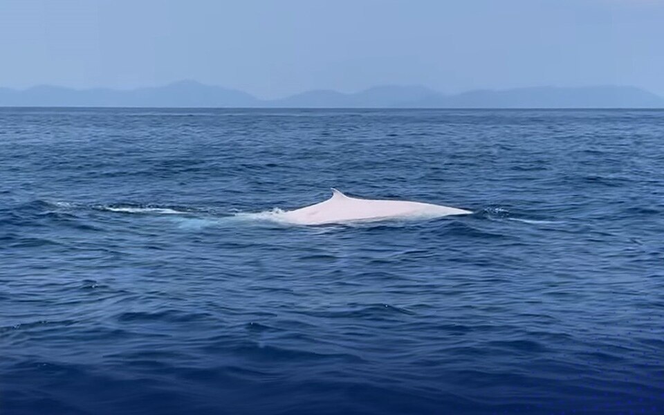 Albino omura wal in der andamanensee vor der kueste von phang nga gesichtet