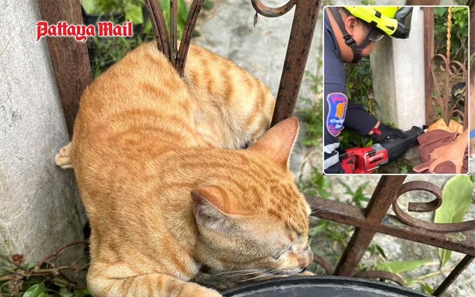 Katze in Not: Rettungsteam befreit Kater aus Eisentor