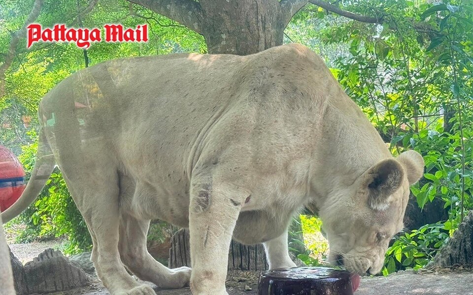 Khao kheow open zoo kuehlt tiere waehrend der hitzewelle