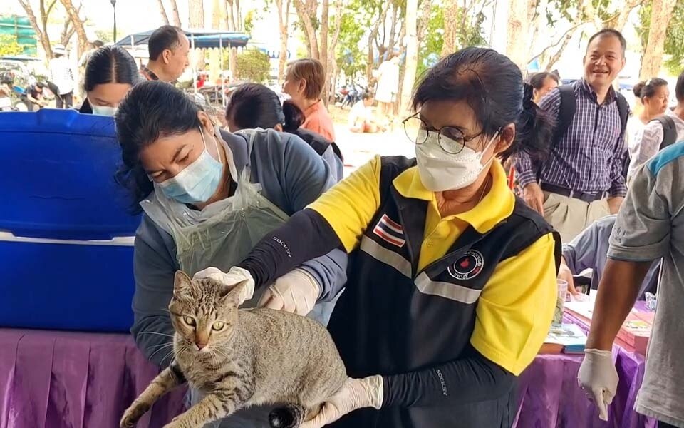 Kostenlose sterilisation und impfung fuer haustiere in pattaya ein schritt zur loesung des