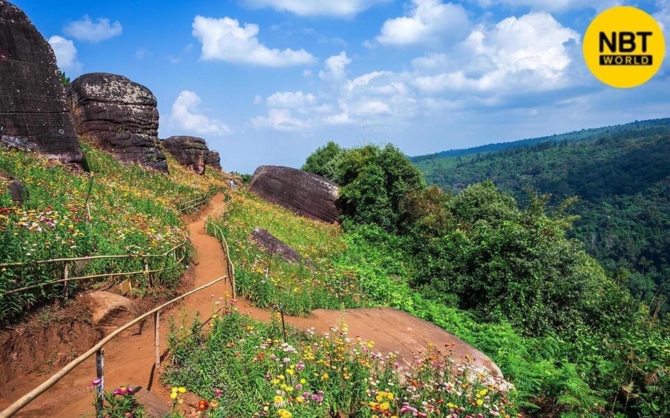 Phitsanulok beherbergt eine lebendige ausstellung von immerwaehrenden gaensebluemchen im phu hin