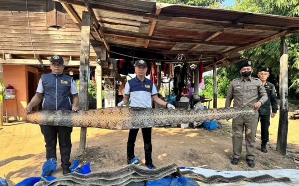 Polizei verhaftet Bande, die in Phichit Pythons für den Export häutet