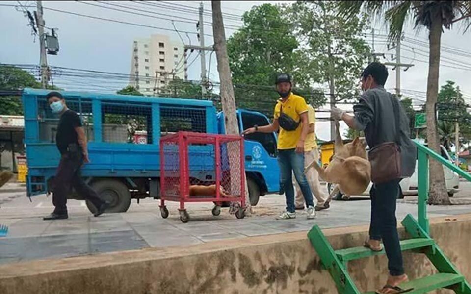 Steigende vorfaelle von hundeangriffen in pattaya schuetzende vorsichtsmassnahmen