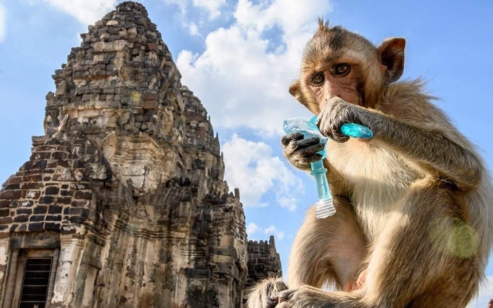 Thailand fuehrt einen entschaedigungsplan fuer opfer von affenangriffen ein