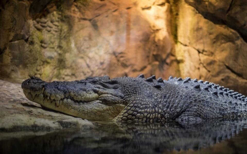 Thailand ist die erste Nation, die 29 Süßwasserkrokodil-Zuchtfarmen durch CITES akkreditiert hat