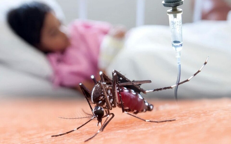 Thailand meldet 8 000 infektionen und 13 todesfaelle durch dengue fieber im januar