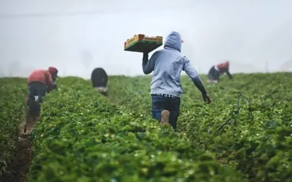 Thailand plant eine Überarbeitung der Vorschriften für die Entsendung von Beerenpflückern nach Schweden und Finnland