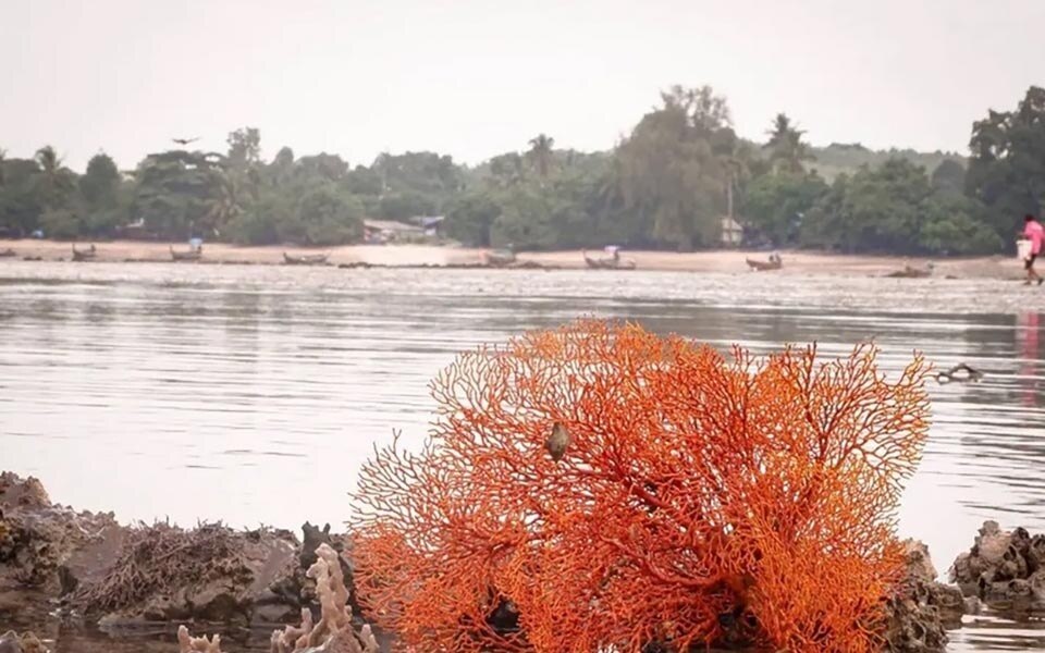 Warnung zum Schutz großer roter Fächerkorallen bei Koh Sukorn in Trang