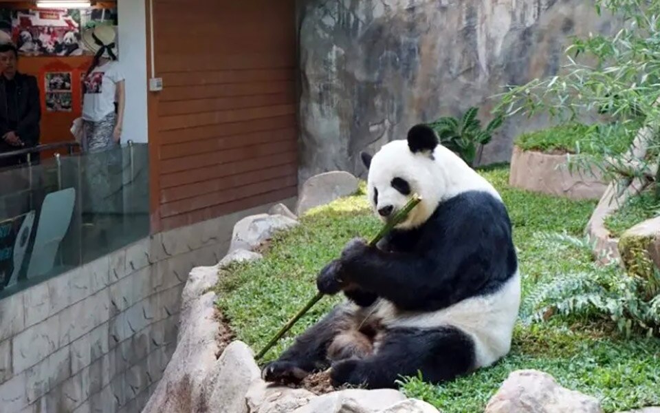 Zoo von chiang mai nimmt neue pandas aus china auf