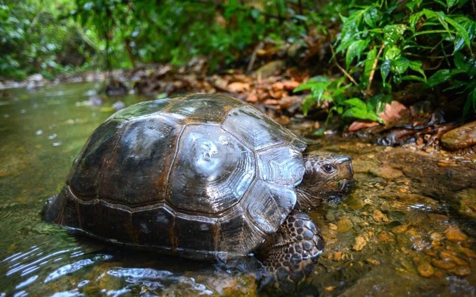 Der kaeng krachan national park mit seinen nebligen bergen und dichten waeldern zieht das ganze