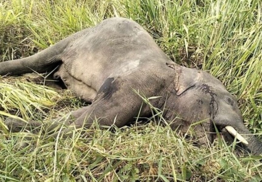 Duell zwischen Elefant und deutschem Minivan in Chonburi: Zwei verletzte Personen und ein toter Elefant