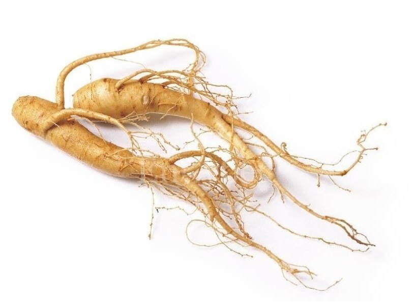 Thailands Wunderwurzel: Ginseng und ihre außergewöhnliche Wirkung auf Körper und Geist