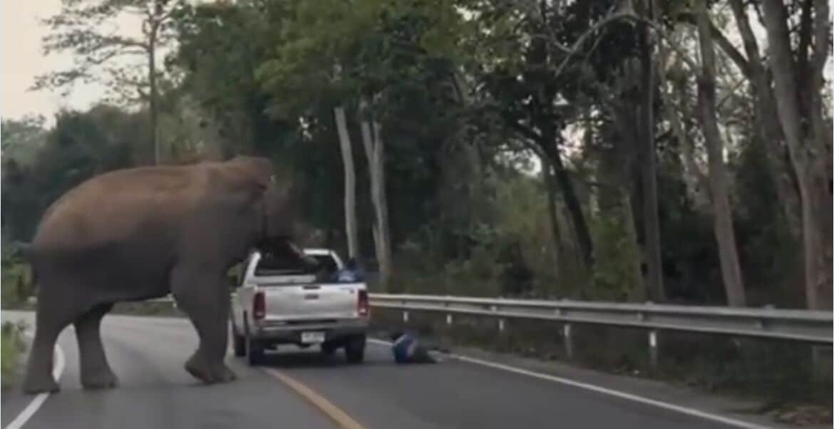 Elefant sorgt für Aufsehen in Hua Hin: Mann von Pickup Ladefläche geworfen - Video