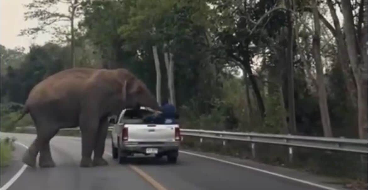 Elefant sorgt für Aufsehen in Hua Hin: Mann von Pickup Ladefläche geworfen - Video