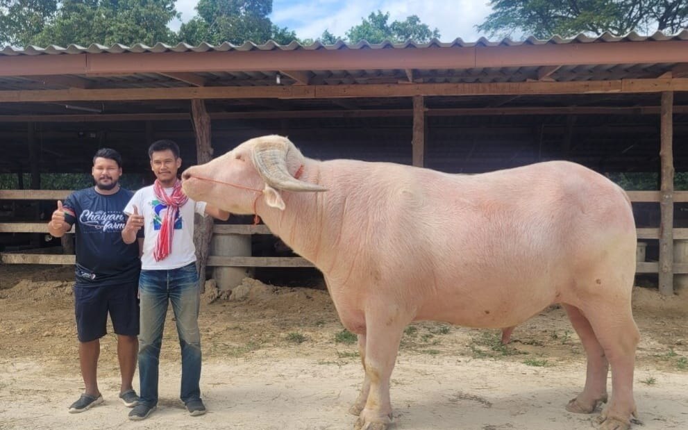 Albino bueffel in phetchaburi fuer rekordverdaechtige 18 millionen baht verkauft