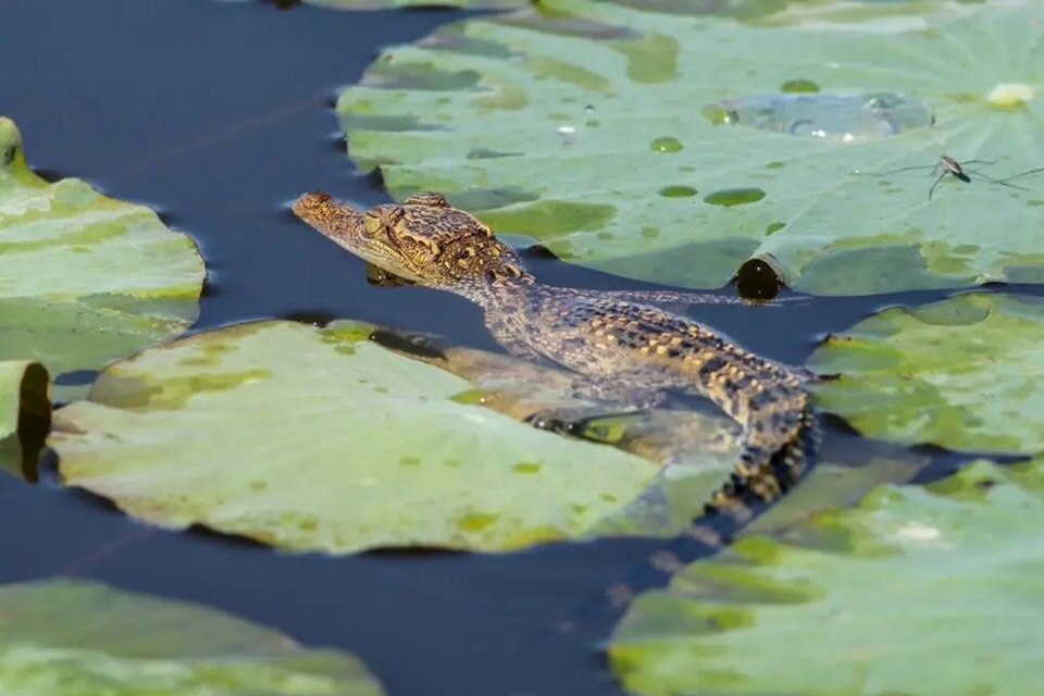 Babykrokodile im größten Süßwassersee nach 7-jähriger Abwesenheit entdeckt