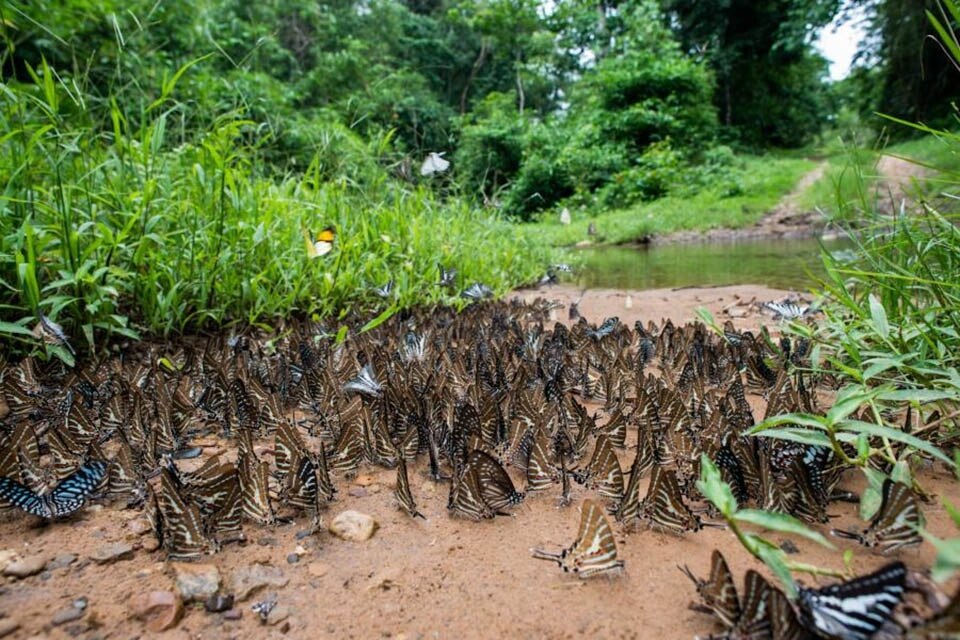 Der Kaeng Krachan National Park mit seinen nebligen Bergen und dichten Wäldern zieht das ganze Jahr über Besucher an