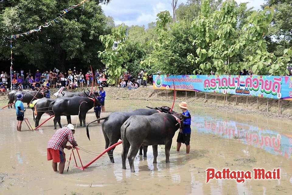 Nervenkitzel und Getöse beim jährlichen Büffelrennen in Chonburi