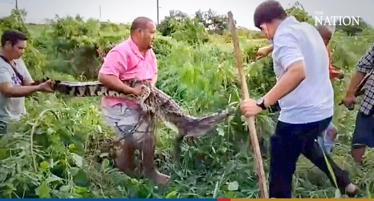 Achtung: In Suphan Buri sind Krokodile auf freiem Fuß (Fotos)