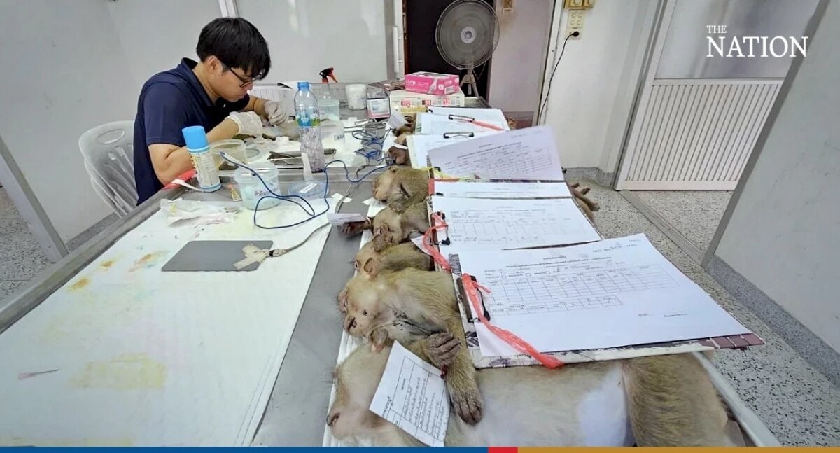 Kampf um Lopburi: Affen-Sterilisation, während die Thailänder um die Rückeroberung der Stadt kämpfen (Fotos)