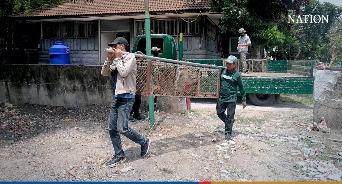 Kampf um Lopburi: Affen-Sterilisation, während die Thailänder um die Rückeroberung der Stadt kämpfen (Fotos)