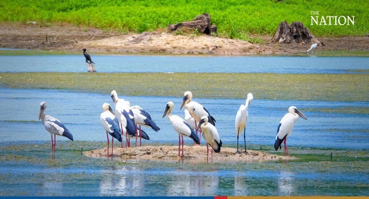 Silberklaffschnabel-Störche strömen zur letzten Wasserquelle in Chonburi