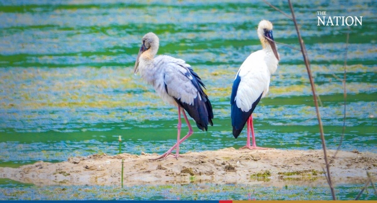 Silberklaffschnabel-Störche strömen zur letzten Wasserquelle in Chonburi