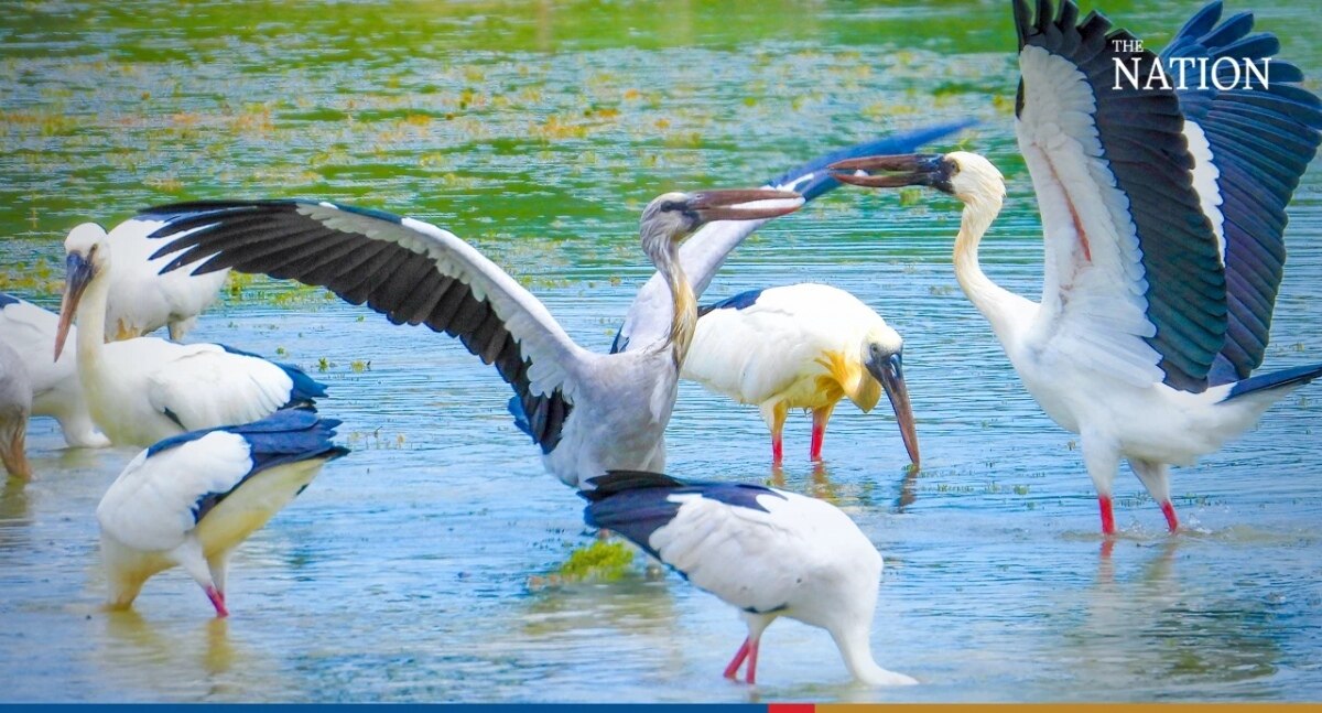 Silberklaffschnabel-Störche strömen zur letzten Wasserquelle in Chonburi