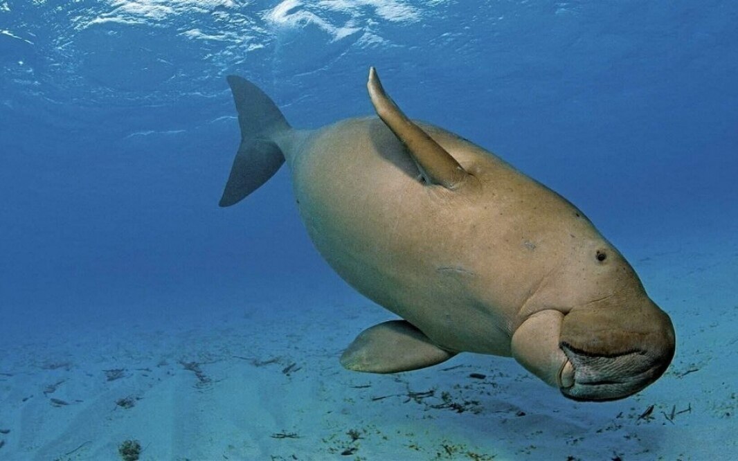 Navy im einsatz kampf um die letzten dugongs kann thailand seine meeresbewohner noch retten