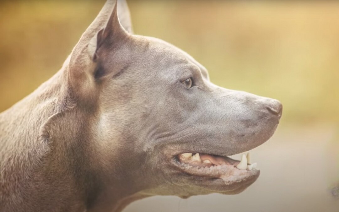 Der thai ridgeback ein portraet des loewenhundes im land des laechelns