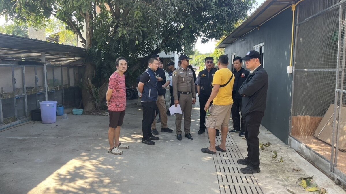 Razzia in Nakhon Pathom: Illegale Gorillababys im Visier der Behörden