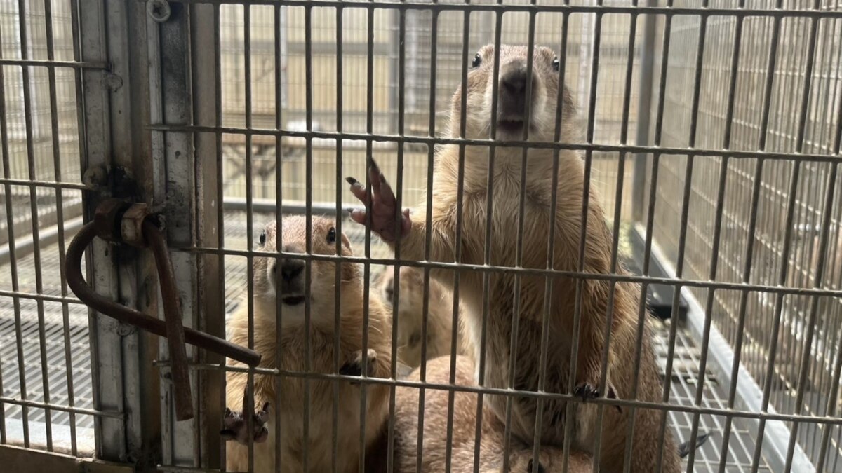 Razzia in Nakhon Pathom: Illegale Gorillababys im Visier der Behörden