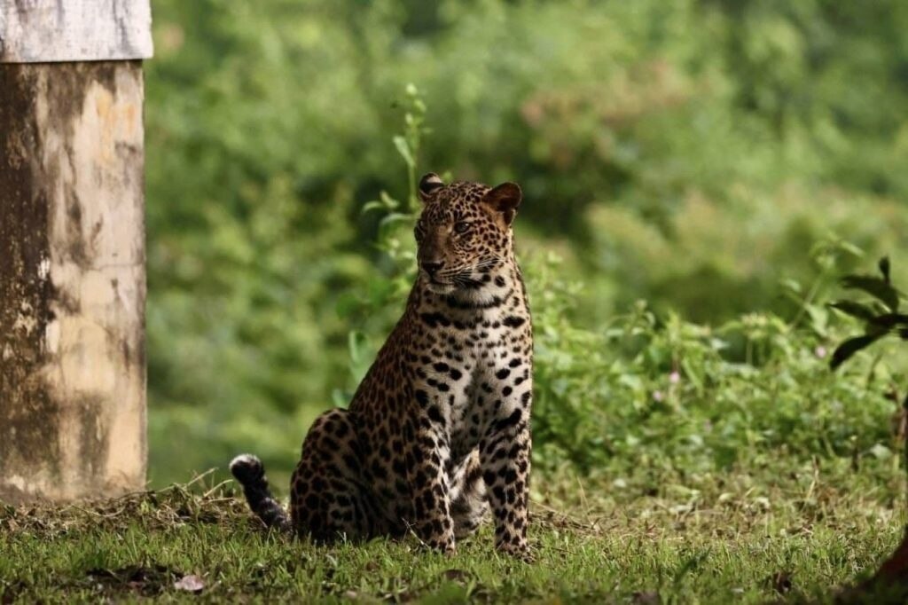 Video: Tourist macht erstaunliche Aufnahmen von Leoparden in der Nähe von Hua Hin - Ein faszinierendes Naturschauspiel