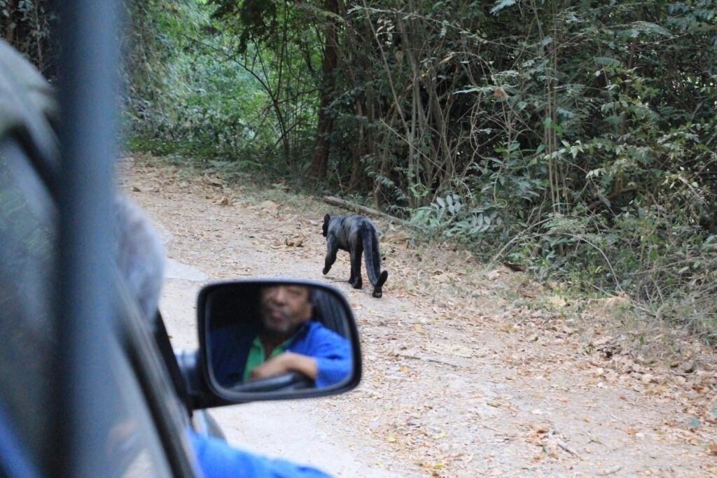 Seltene Sichtung eines schwarzen Leoparden im Kaeng-Krachan-Nationalpark