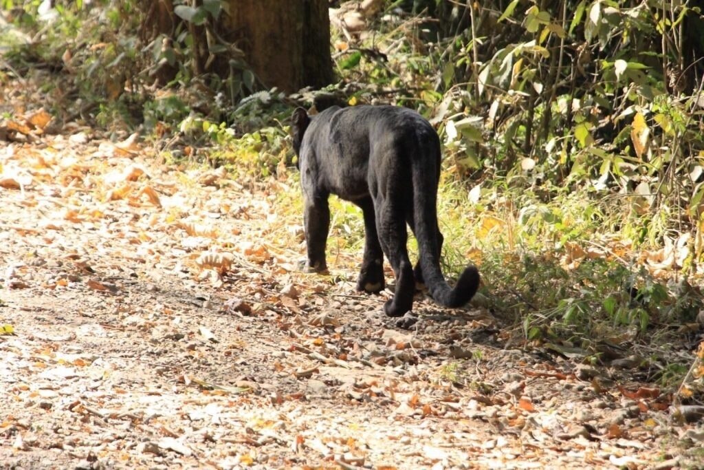 Seltene Sichtung eines schwarzen Leoparden im Kaeng-Krachan-Nationalpark