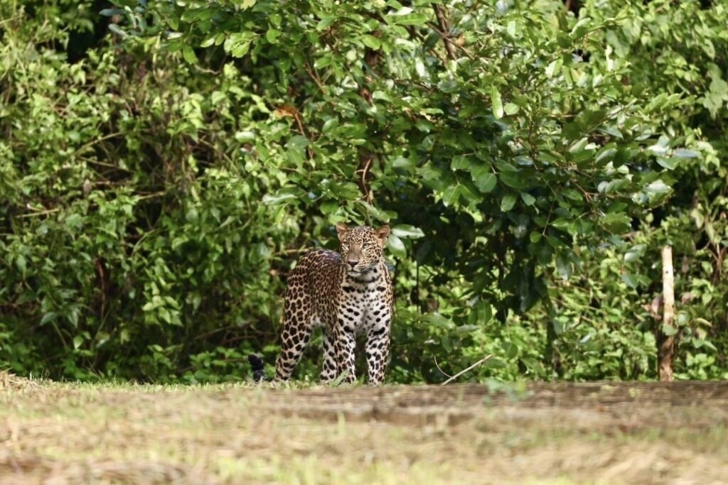 Video: Tourist macht erstaunliche Aufnahmen von Leoparden in der Nähe von Hua Hin - Ein faszinierendes Naturschauspiel