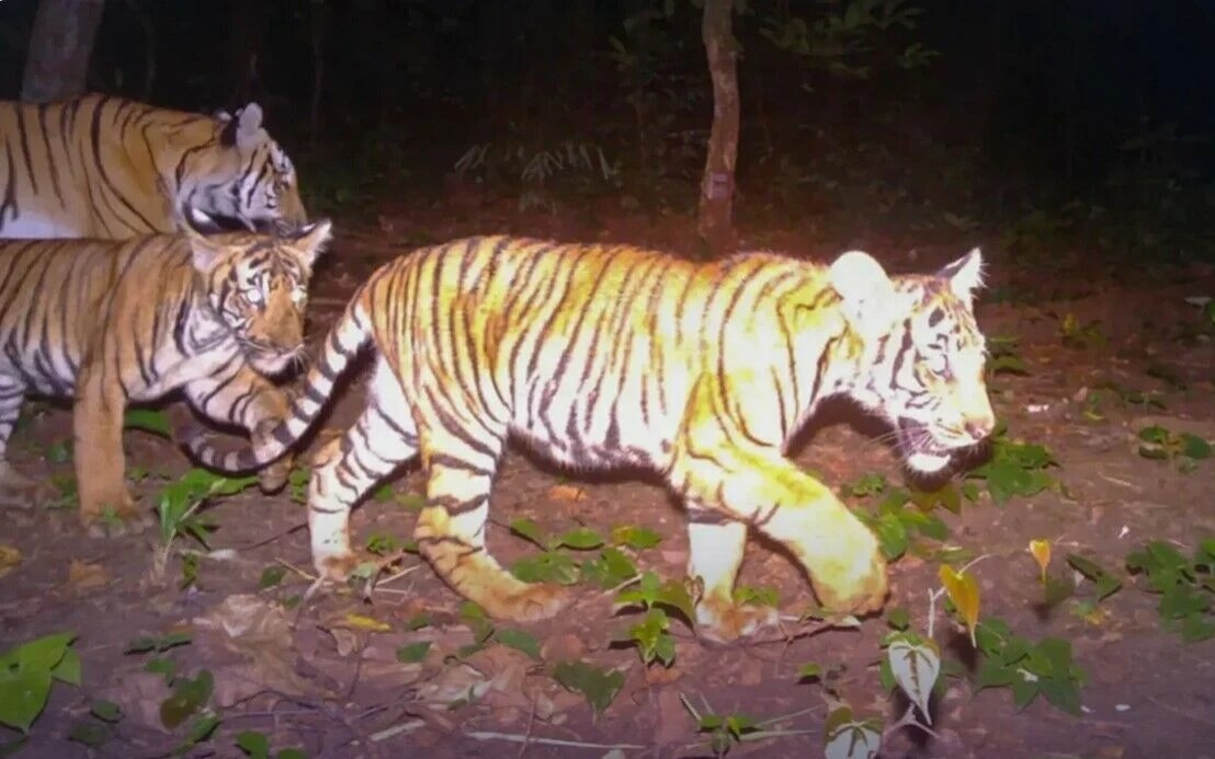 West thailand tigerbabys in geheimem dschungelversteck gesichtet