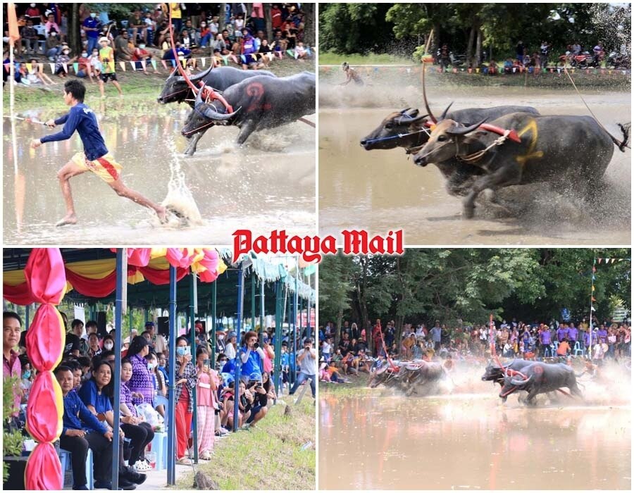 Nervenkitzel und Getöse beim jährlichen Büffelrennen in Chonburi