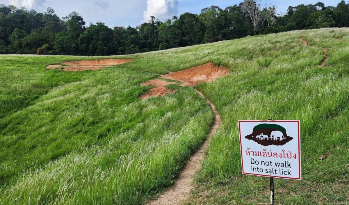 Dramatische Szene: Touristen ignorieren Verbot und betreten gefährliche Zone im Khao Yai Nationalpark für Pre-Wedding Fotoshootings