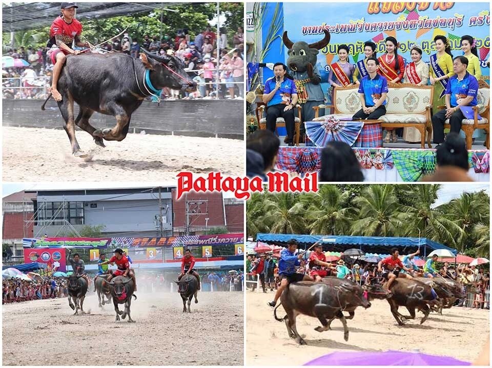 Büffelrennen-Festival in Chonburi vom 20. bis 28. Oktober