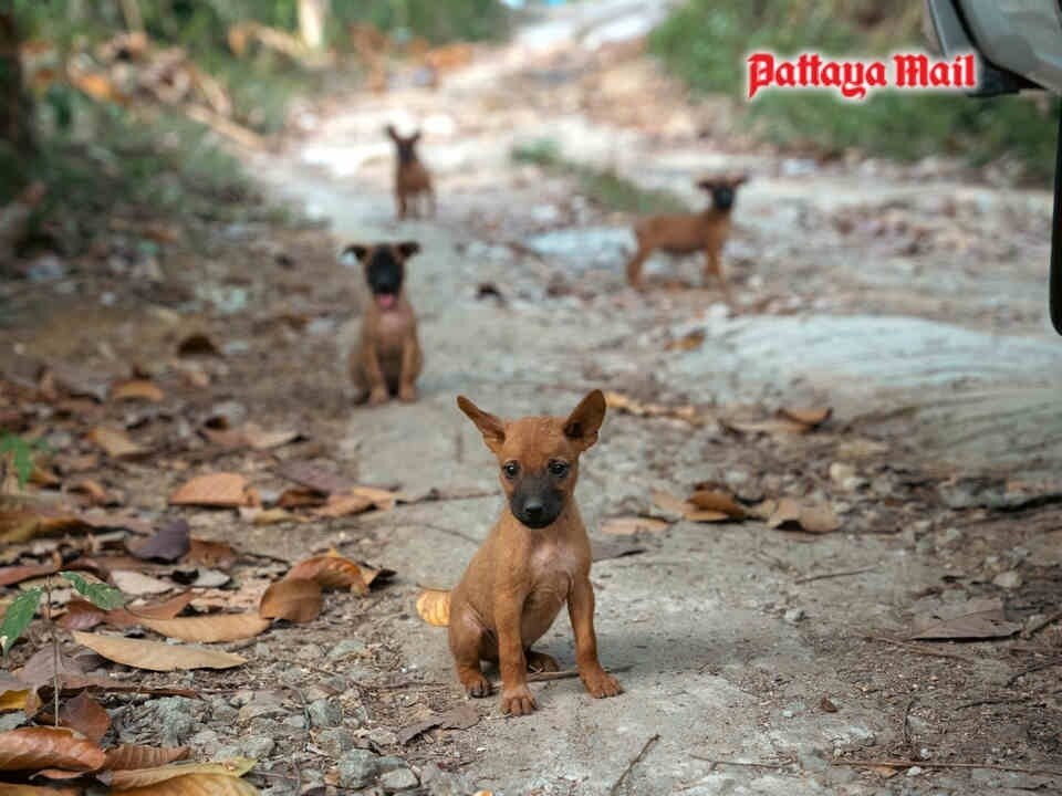 1.000.000 Tiere kastriert und geimpft