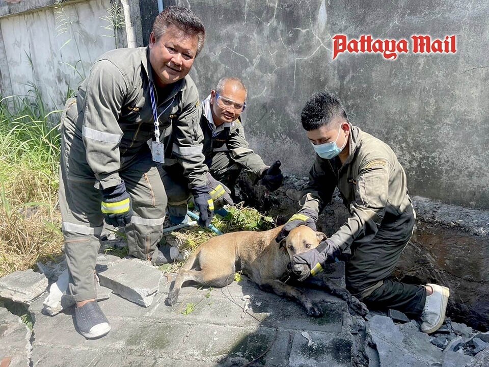 Feuerwerkskörper erschrecken Hund in Mauerfalle, Rettungsteam rettet den Tag