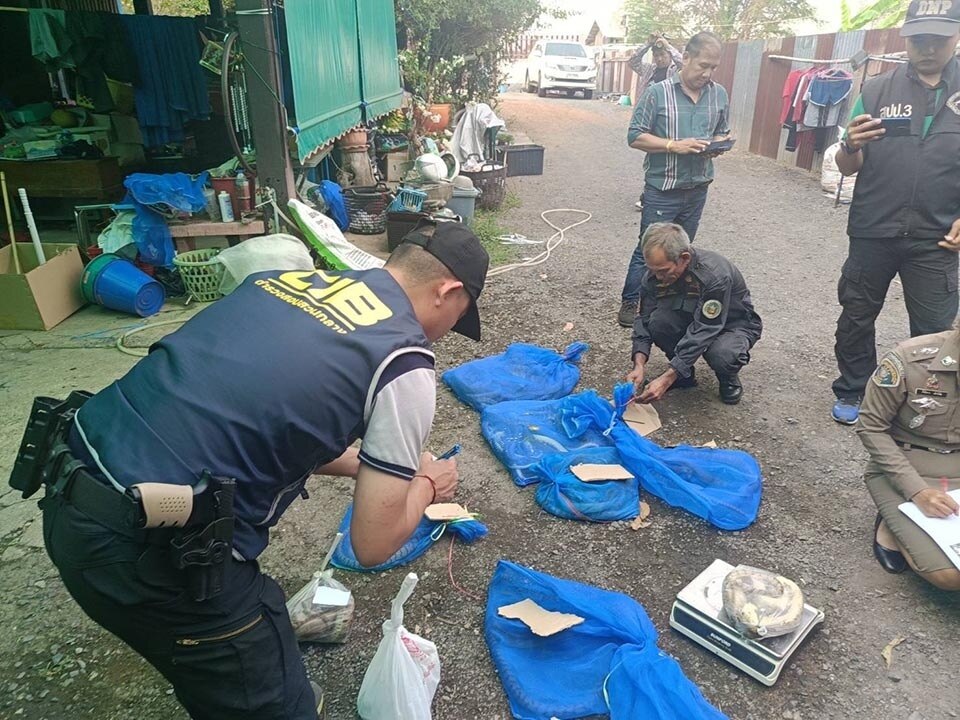 Großer indochinesischer Rattenschlangenhändler in Phichit festgenommen