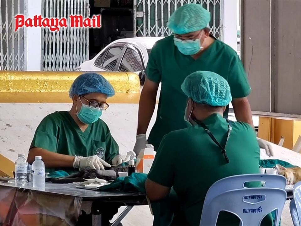 Kostenlose Sterilisation und Impfung für Haustiere in Pattaya: Ein Schritt zur Lösung des Streunerproblems