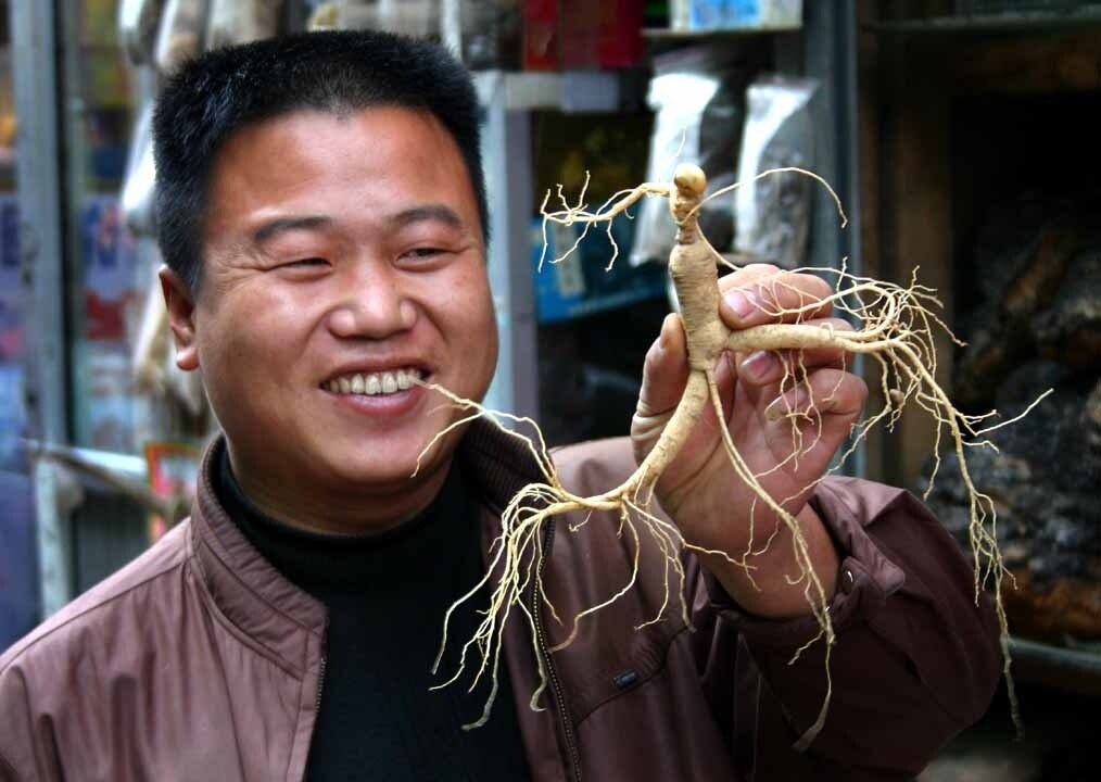 Thailands Wunderwurzel: Ginseng und ihre außergewöhnliche Wirkung auf Körper und Geist