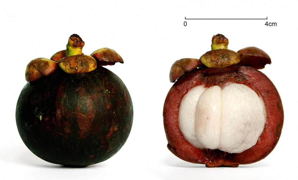 Die Königin der Früchte - Thailands gesündeste Frucht