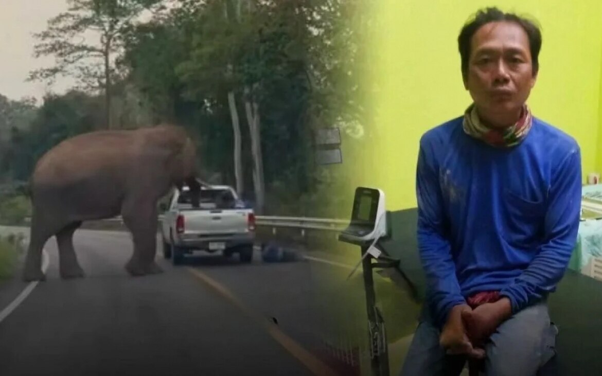 Elefant sorgt fuer aufsehen in hua hin mann von pickup ladeflaeche geworfen video