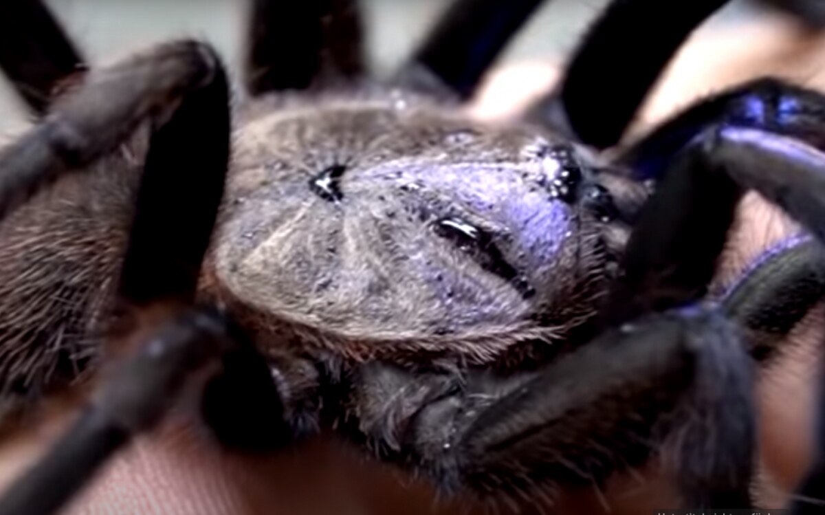 Meilenstein der arachnologie blau schimmernde tarantel im thailaendischen mangrovenwald entdeckt