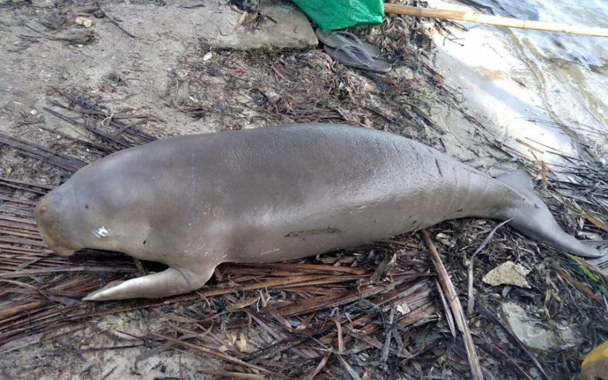 3 todesfaelle von dugongs in diesem jahr