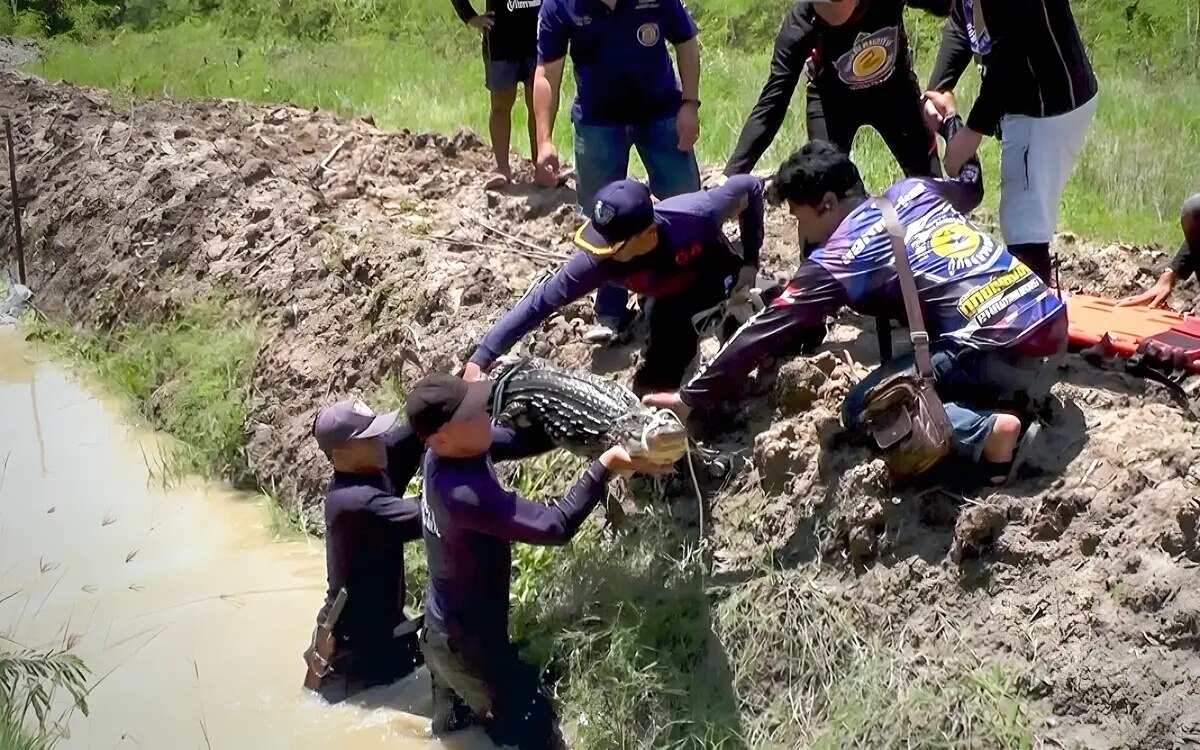 Achtung in suphan buri sind krokodile auf freiem fuss fotos